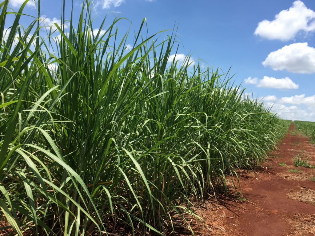 Ministério Público do Trabalho entra com ação para banir herbicida atrazina no Brasil