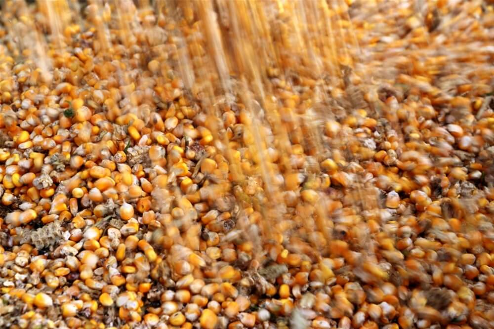 IGC aumenta previsão para safra mundial de milho de 2023/24