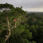 Japão promete primeira doação para Fundo Amazônia