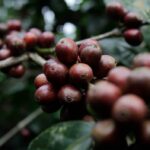 Principal exportadora de café do Brasil divulga queda das remessas em 2023