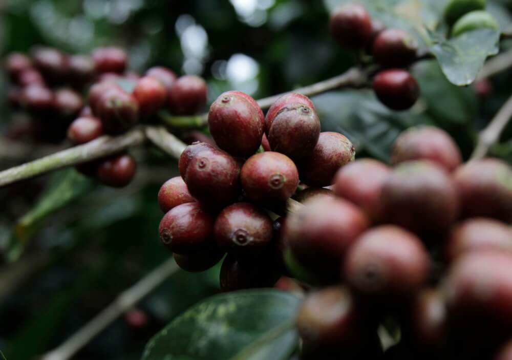 Principal exportadora de café do Brasil divulga queda das remessas em 2023