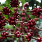 Embrapa indica que apenas 0,57% de região cafeeira amazônica teve desmate desde 2020