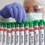 OMS confirma primeiro caso humano fatal de gripe aviária A(H5N2)