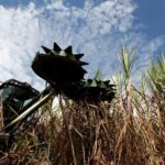 Mercado global de açúcar deve ter excedente de 5,5 mi t na temporada 24/25, diz Czarnikow