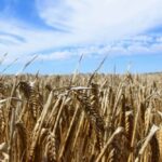 Austrália perde mais de um milhão de toneladas de trigo devido a geadas e seca