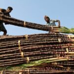 Alta do açúcar impulsiona preços mundiais dos alimentos em setembro, diz FAO