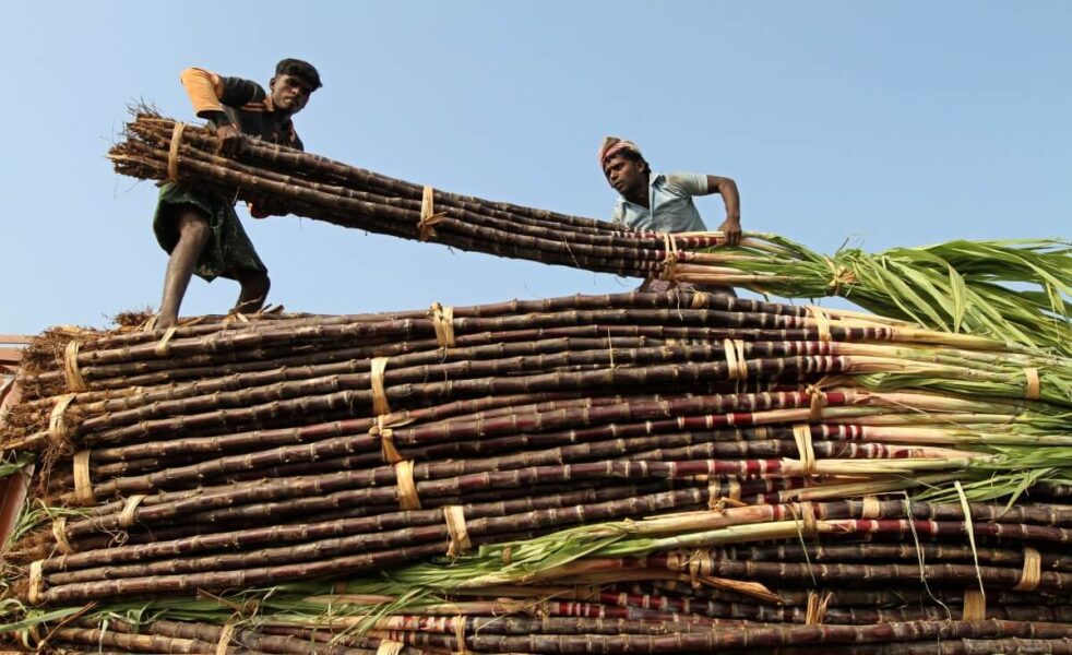 Alta do açúcar impulsiona preços mundiais dos alimentos em setembro