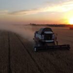 Clima rigoroso reduz produção global de trigo e eleva preços