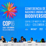 Debate na COP16 da ONU chega a impasse e cientistas alertam para riscos de extinção