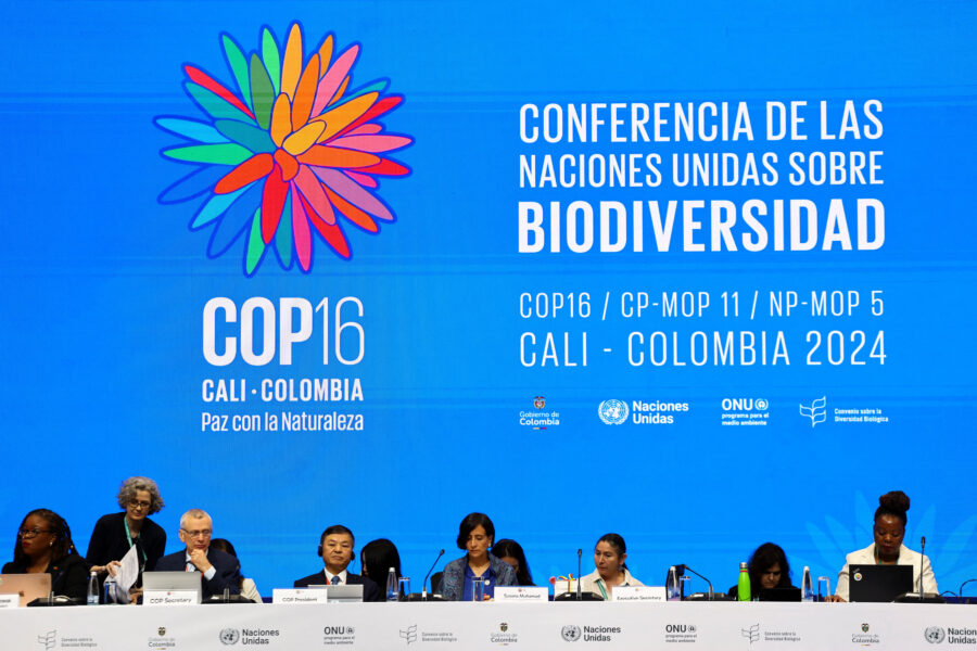 Debate na COP16 da ONU chega a impasse e cientistas alertam para riscos de extinção