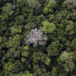 Brasil busca acelerar investimento estrangeiro verde com nova plataforma de projetos estratégicos