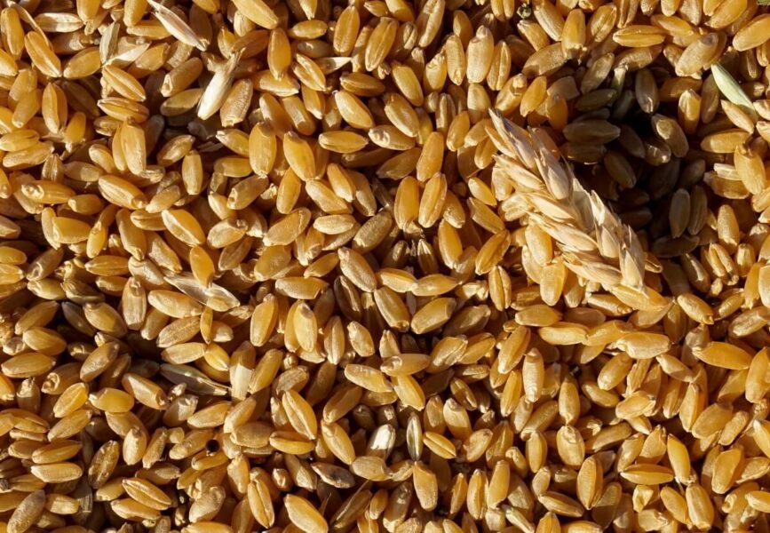 Condição do trigo do RS é satisfatória, apesar de chuvas que limitam plantio de arroz e milho