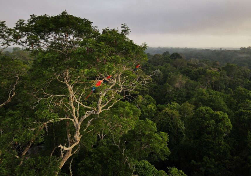 Brasil anuncia nova meta climática a ser apresentada na COP29