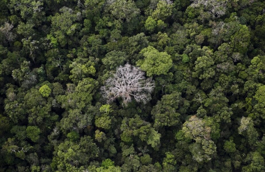 Subfinanciadas, mulheres indígenas ocupam linha de frente da proteção ambiental