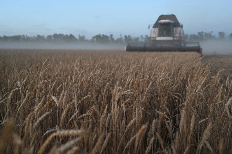 Vista de um campo de trigo com uma colheitadeira ao fundo, cercada por neblina. A imagem captura a beleza do cultivo e da colheita de trigo.