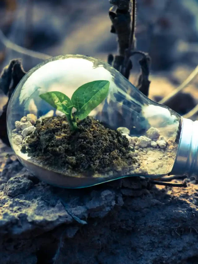 Story Lâmpada com mudinha em solo, simbolizando sustentabilidade e inovação. A imagem destaca a combinação de natureza e tecnologia.