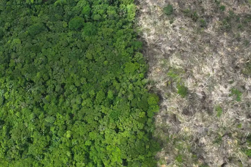 Imagem aérea que retrata a diferença entre uma floresta verde vibrante à esquerda e uma área desmatada à direita, evidenciando os impactos ambientais do desmatamento.
