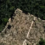 Auditorias mostram redução no impacto da criação de gado para floresta amazônica