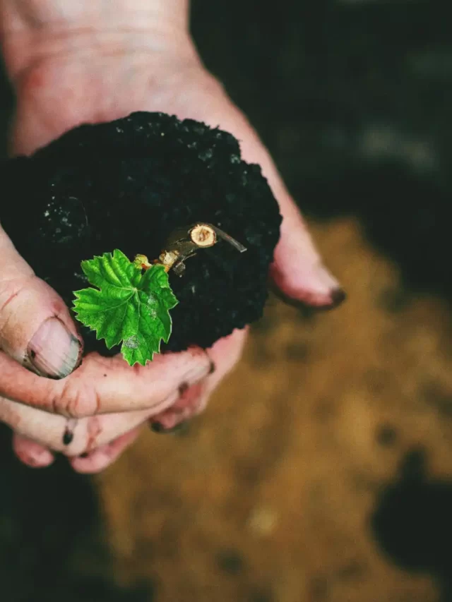 Story Pessoa plantando uma muda de planta em solo fértil, simbolizando o plantio e o crescimento de plantas ou árvores.