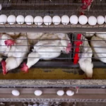 Veja países que suspenderam carne de frango do Brasil após gripe aviária