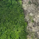 MPF vai à Justiça para anular contrato de R$1 bilhão de créditos de carbono do governo do Pará