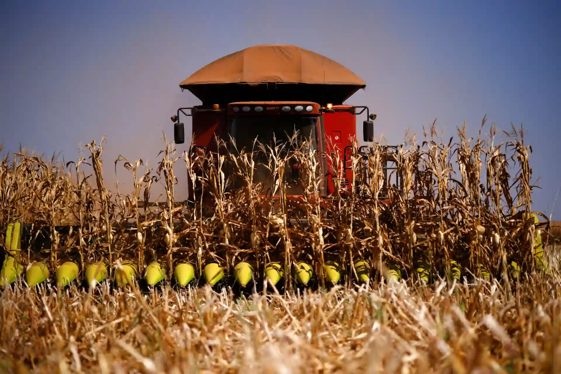 Colheitadeira trabalhando em lavoura de milho ao sol forte, mostrando tecnologia agrícola moderna e produtividade na agricultura brasileira.