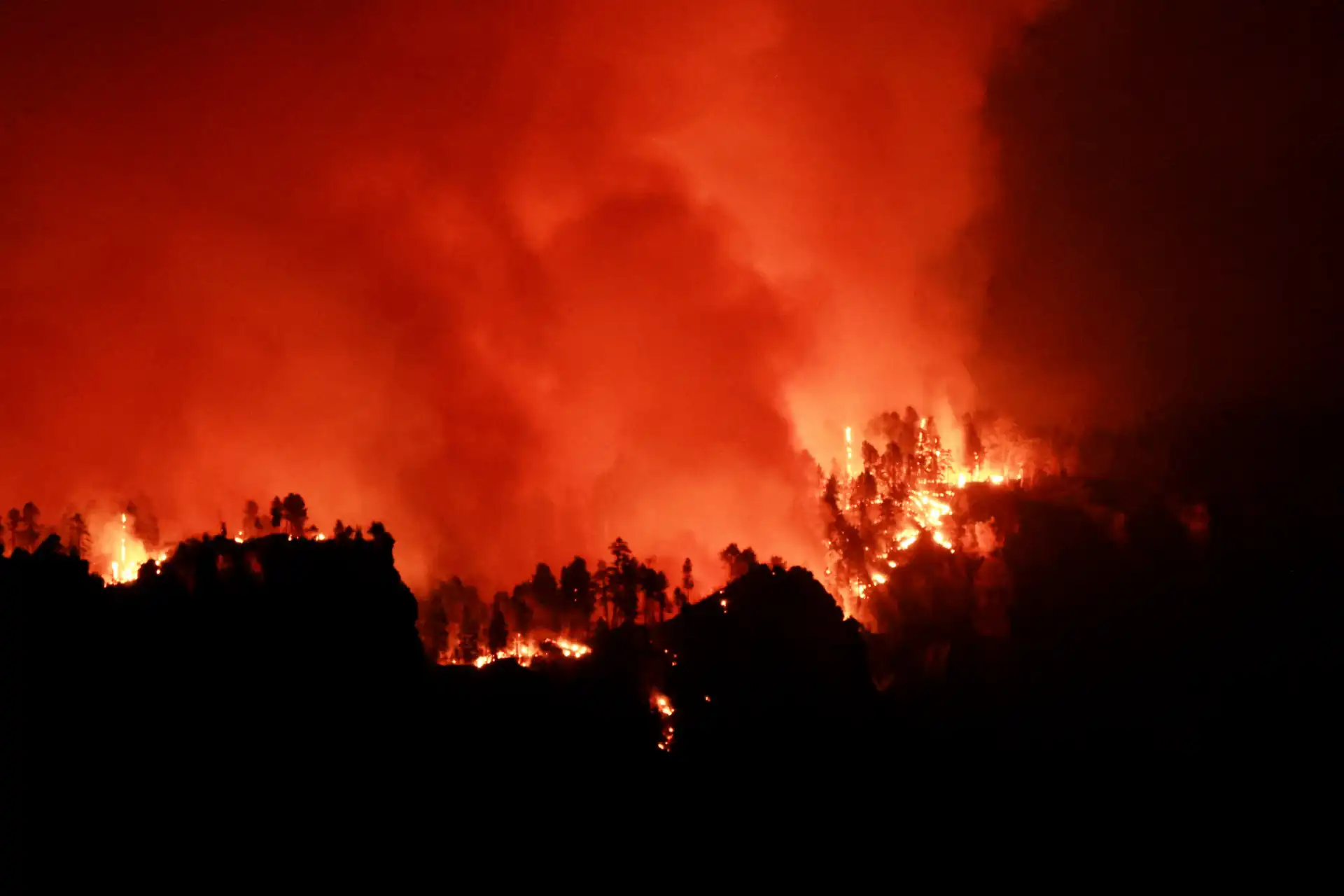 Incêndio florestal à noite com árvores queimando e fumaça densa no ar, causando destruição ambiental e perigo para a fauna e flora local.