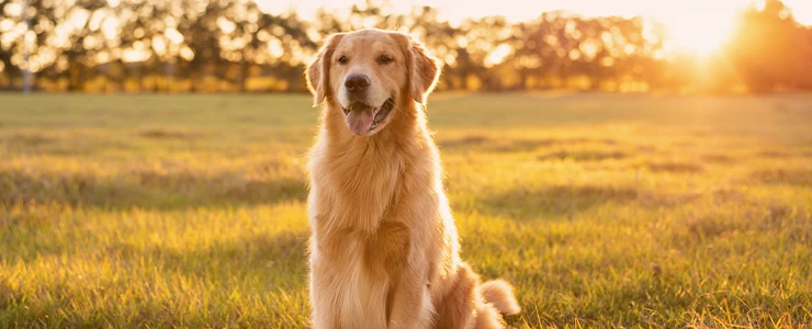 cachorro em um parque representando o direitos dos animais