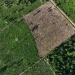 Operação do Ibama na Amazônia apreende mais de 7 mil cabeças de gado e aplica multas de R$49 mi
