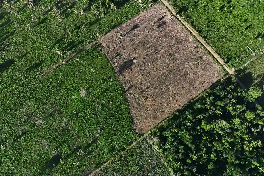 Imagem aérea mostra uma área de terra desmatada e cercada por árvores verdes, com sombras de árvores ao entardecer ao redor, destacando o impacto do desmatamento na natureza.