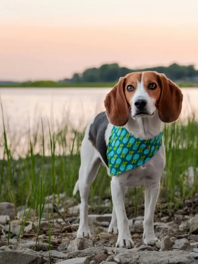 Cachorro beagle com bandana azul, cenário de natureza à beira de um rio ao entardecer, com grama e pedras no foreground.