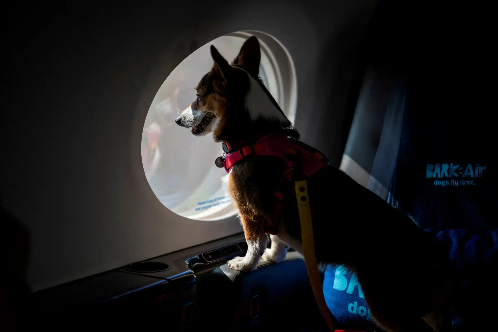 Cachorro viajando de avião em uma cabine com janela, olhando para fora durante o voo, com foco na experiência de animais viajando a bordo.