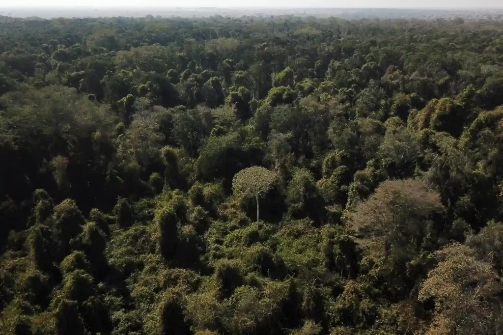 Imagem aérea de uma vasta floresta tropical com alta densidade de árvores verdes, demonstrando a biodiversidade de uma floresta amazônica no Brasil.