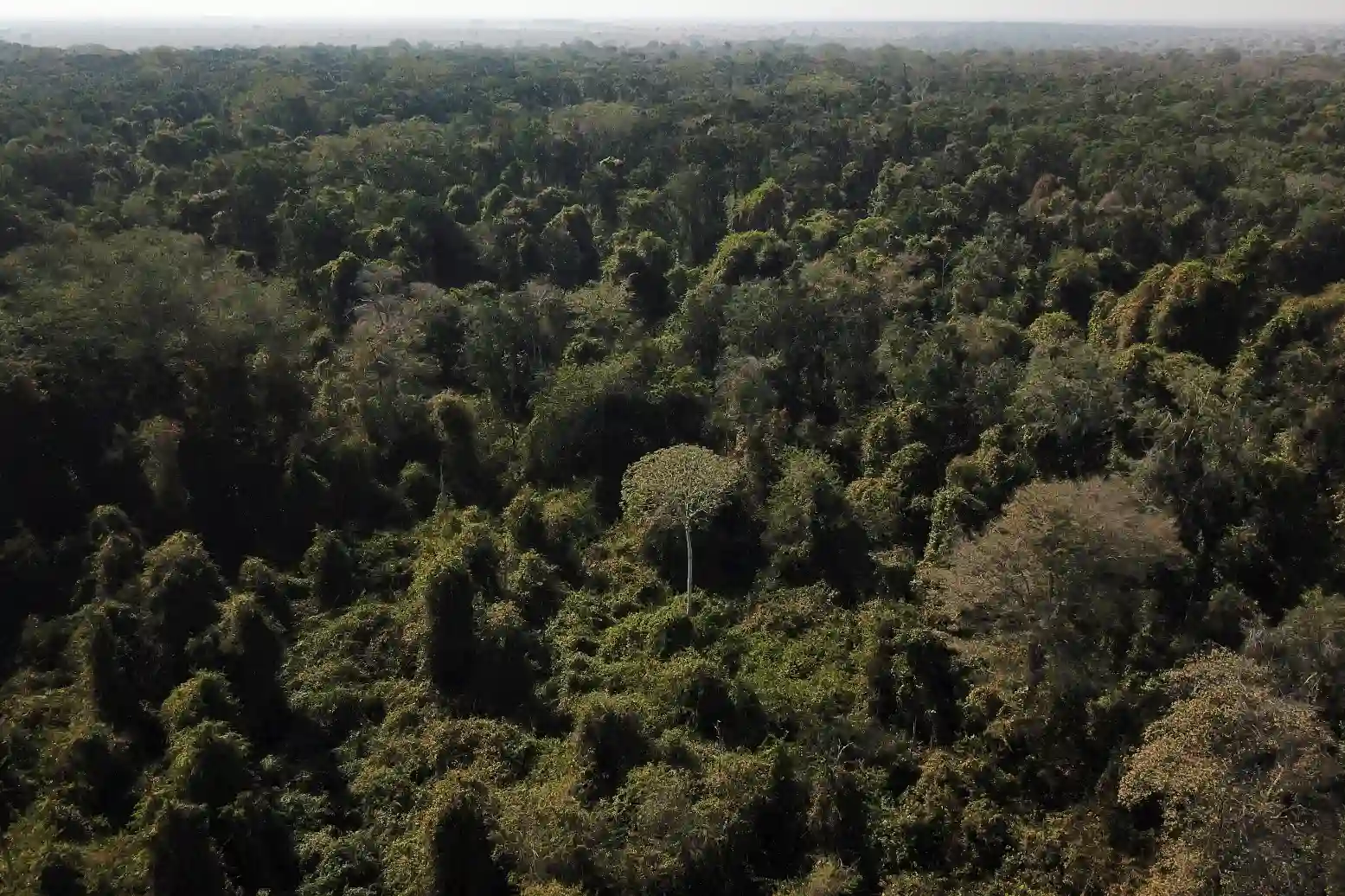Imagem aérea de uma vasta floresta tropical com alta densidade de árvores verdes, demonstrando a biodiversidade de uma floresta amazônica no Brasil.