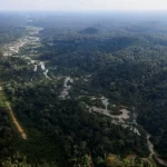 Banco Mundial será anfitrião interino e administrador de fundo para proteção de florestas