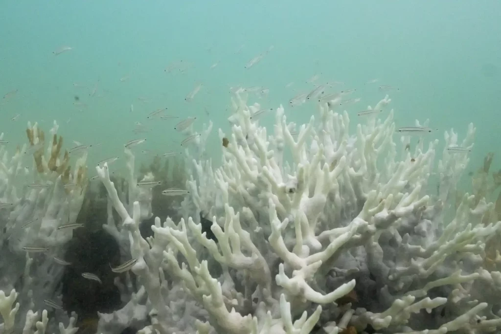 Imagem de recife de coral branco na barreira de corais do oceano, com peixes pequenos nadando ao redor, destacando a beleza da vida marinha.