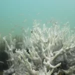 Pontos de inflexão climática estão sendo ultrapassados, alertam cientistas antes da COP30