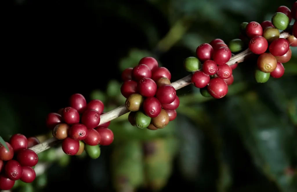 Detalhes de baganças de café maduras e verdes em um galho, preparado para a colheita, com foco nas frutas vermelhas e verdes em um ambiente natural.