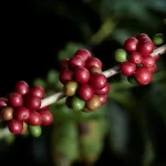 Preços globais do café despencam após Trump remover tarifas sobre Brasil