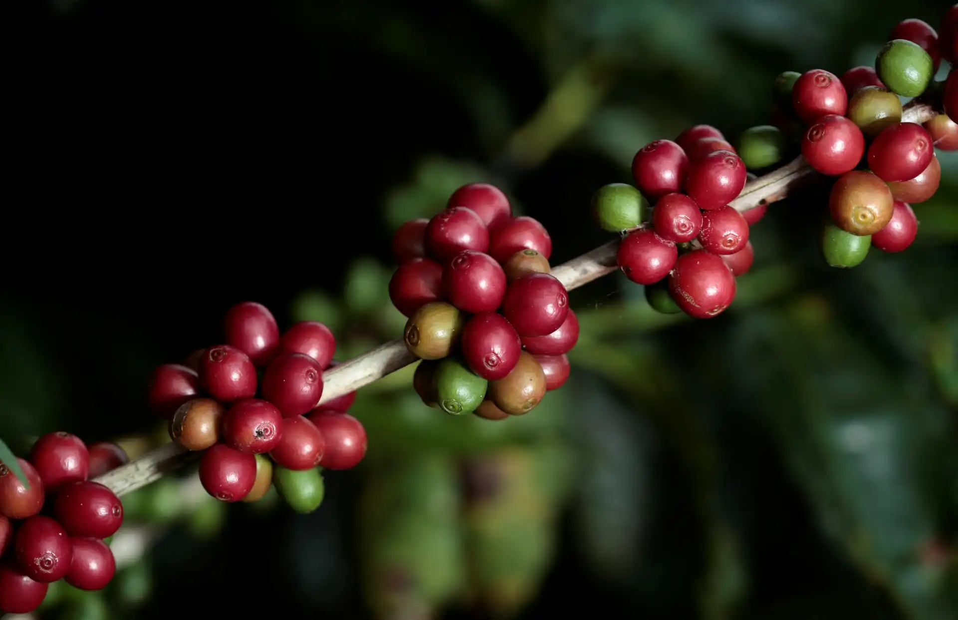 Detalhes de baganças de café maduras e verdes em um galho, preparado para a colheita, com foco nas frutas vermelhas e verdes em um ambiente natural.