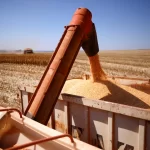 LSEG reduz projeção de safra de milho no Brasil e cita seca no Sul