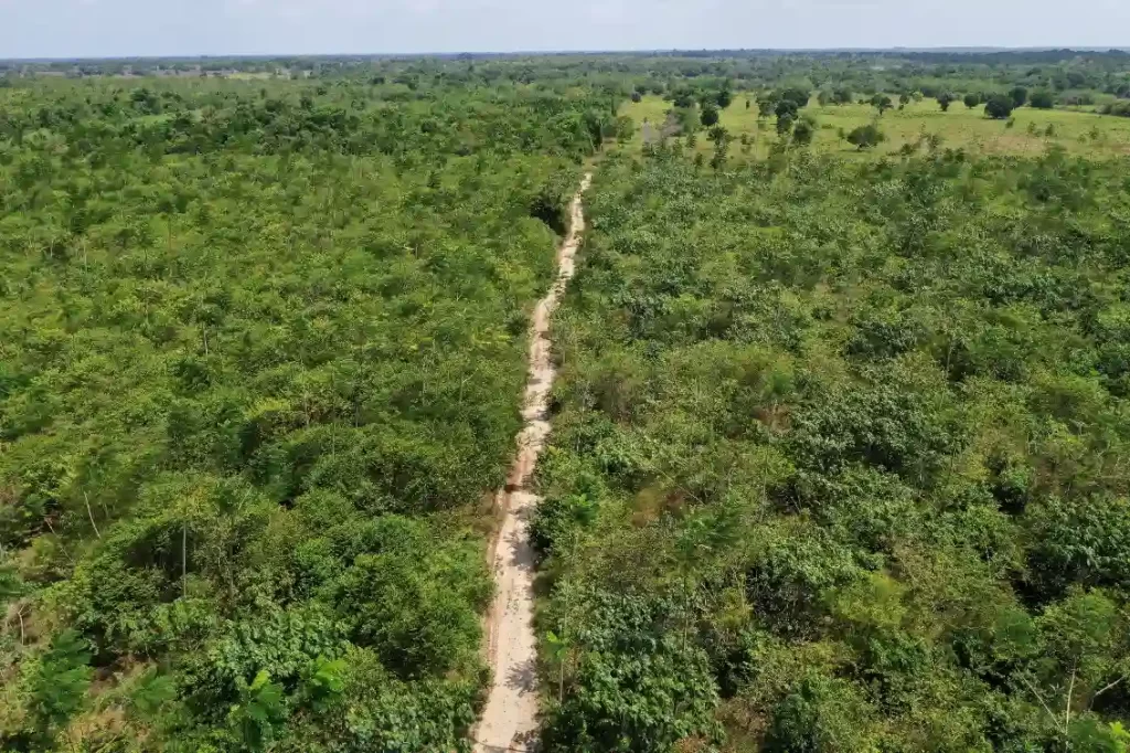 Imagem aérea de uma estrada estreita atravessando uma floresta densa e verde, com muita vegetação e árvores, em uma área de bioma amazônico.