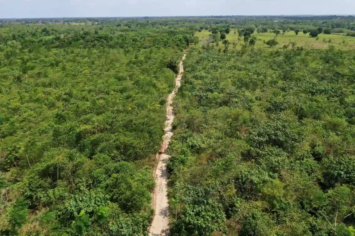 Imagem aérea de uma estrada estreita atravessando uma floresta densa e verde, com muita vegetação e árvores, em uma área de bioma amazônico.