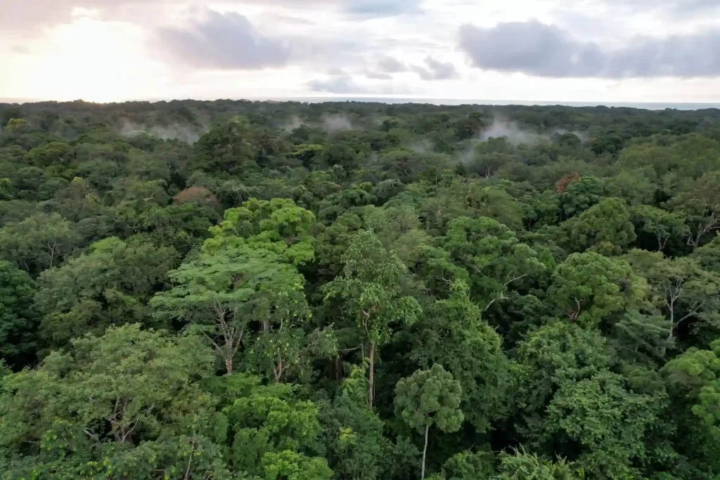 Imagem de uma vasta floresta tropical com árvores verdes densas e céu parcialmente nublado, destacando nativo do Brasil e biodiversidade.