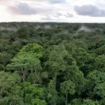 Gabão assina acordo histórico de financiamento climático para florestas tropicais do Congo