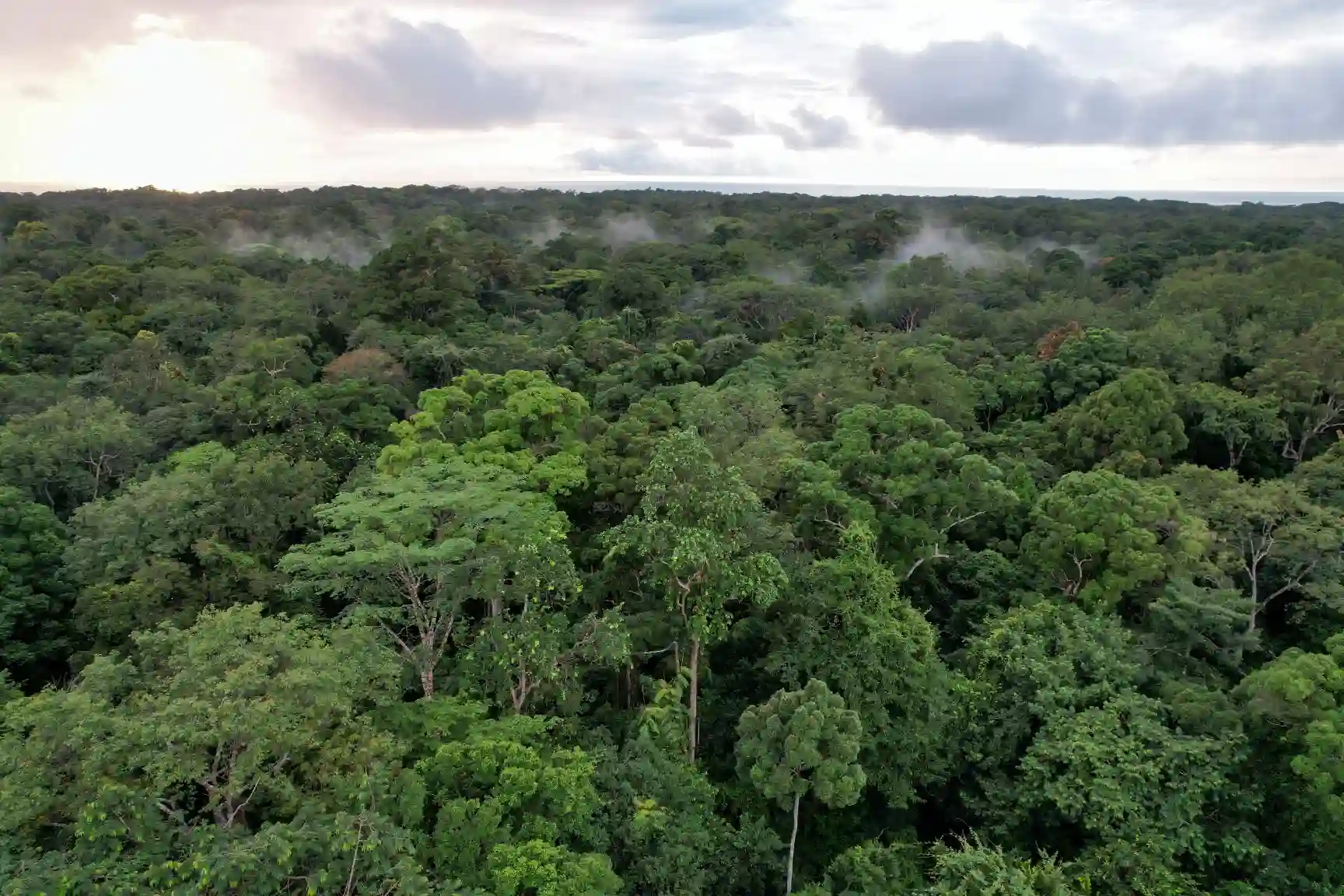 Imagem de uma vasta floresta tropical com árvores verdes densas e céu parcialmente nublado, destacando nativo do Brasil e biodiversidade.