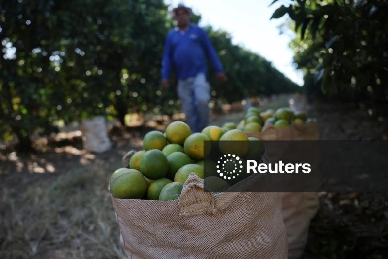 Laranja colhida no pomar com um trabalhador ao fundo, durante o dia ensolarado, representando a agricultura e a produção de frutos no Brasil.