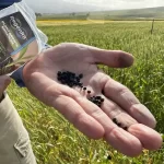 Demanda por crédito de remoção de carbono é impulsionada por empresas de tecnologia e alimenta crise de oferta