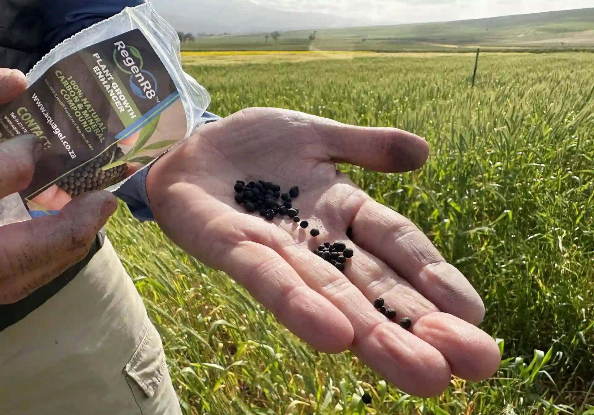 Homem segurando sementes de soja em uma plantação, promovendo a agricultura sustentável e o uso de sementes certificadas para aumento de produtividade.