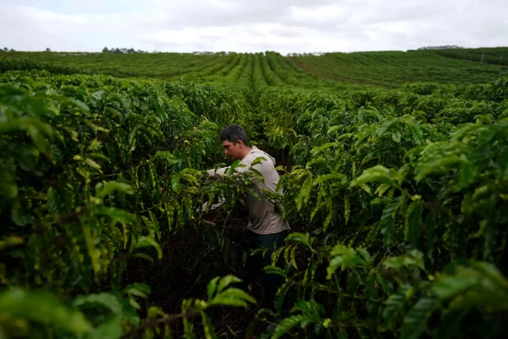 Agricultor cuidando de plantações verdes em uma fazenda sob céu nublado, explorando técnicas de agricultura sustentável para melhorar a produtividade.